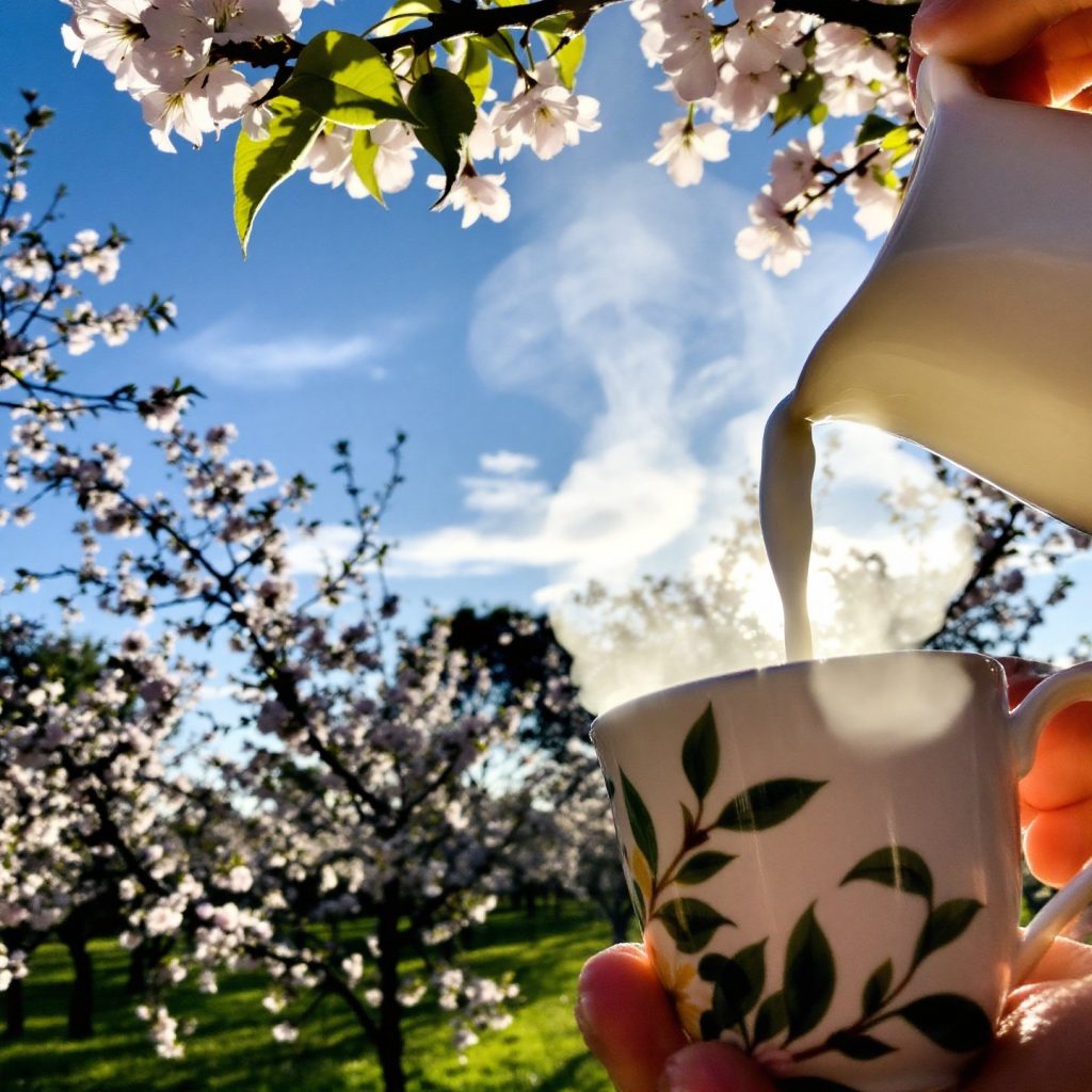 almond-blossoms-and-oat-milk-represent-beauty-and-nourishment