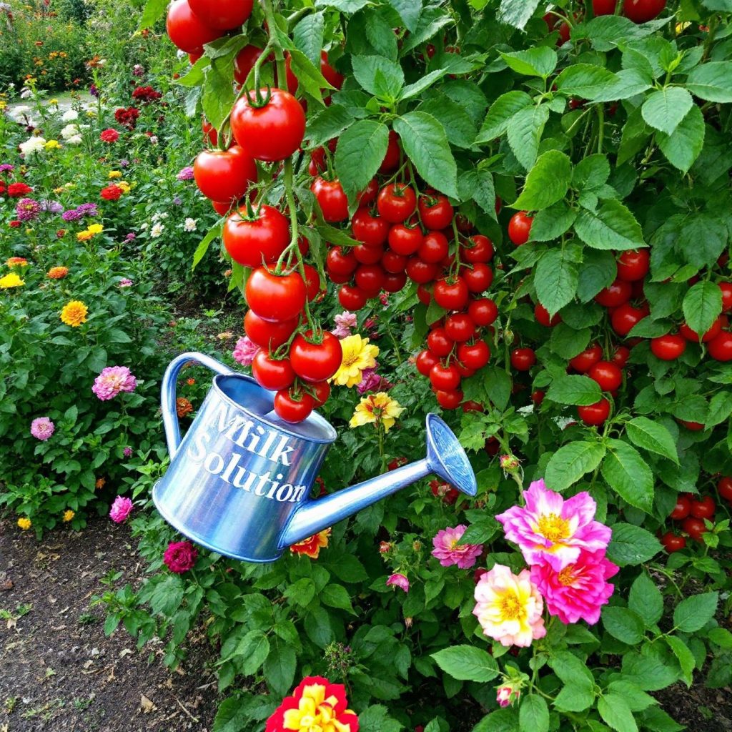 tomatoes-and-roses-benefit-from-milk-applications